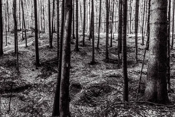 Ağaçları ve bitkileri olan güzel bir orman