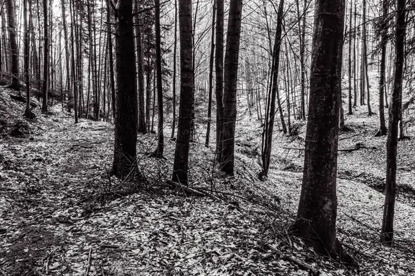 Ormandaki bir ağacın siyah beyaz fotoğrafı.