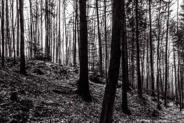 Sabah ormanın güzel manzarası