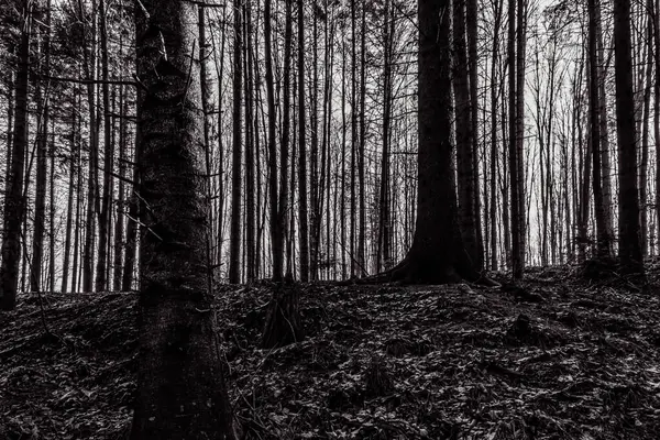Karanlık, siyah ve beyaz ormanda