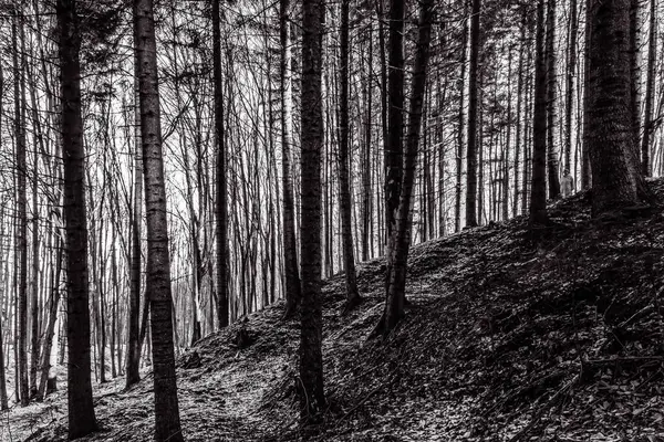 Siyah ve beyaz orman arka plan