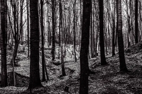 Ormandaki orman ağaçlarının siyah beyaz arka planı