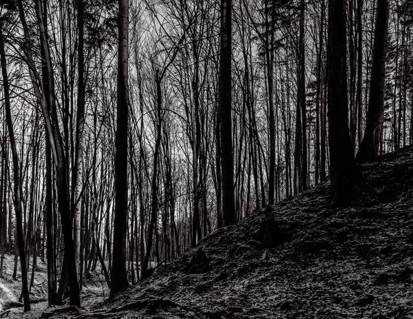 Kışın siyah ve beyaz karlı karanlık ormanlar ve ağaçlar.