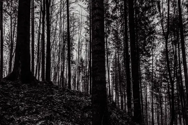 Siyah ve beyaz orman geçmişi. Ağaçlar ve çam ağaçları