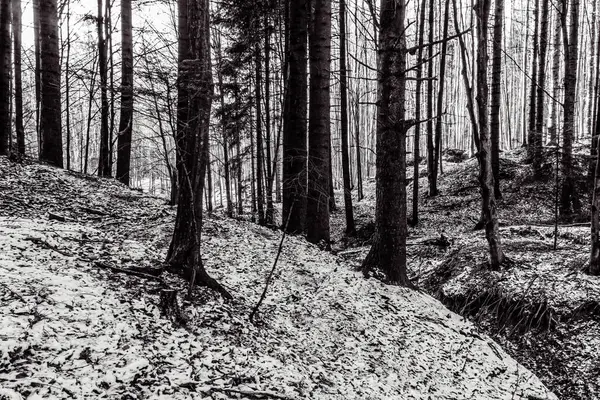 Ağaçlı siyah beyaz orman