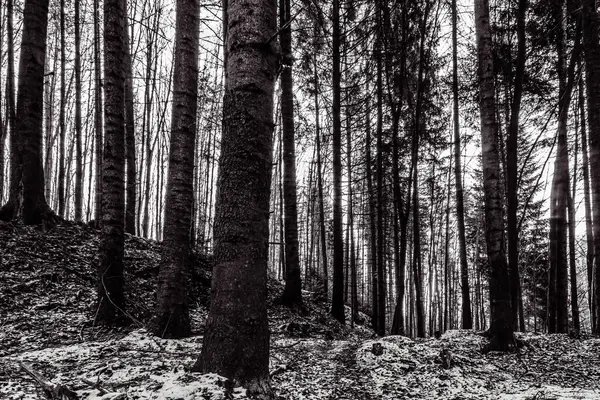 Karlı kış ormanı