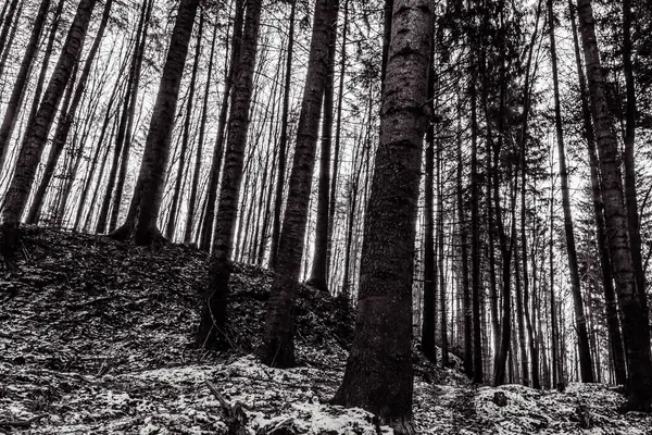 Ormandaki bir ağacın siyah beyaz fotoğrafı.