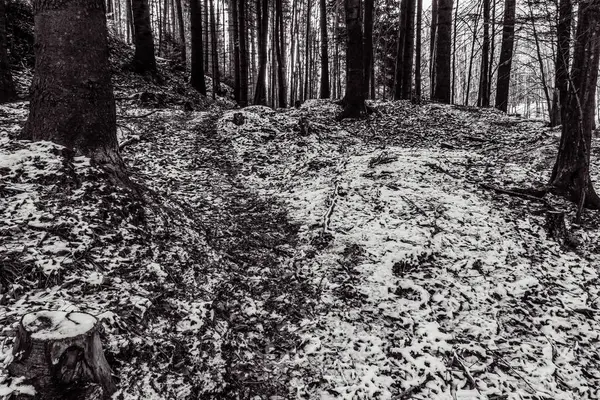 Karla kaplı ağaçlarla kaplı kış manzarası