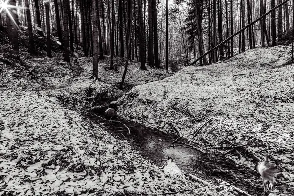 Kışın karlı bir ormanın güzel bir görüntüsü, Polonya