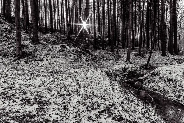 Ormandaki bir ağacın siyah beyaz fotoğrafı.