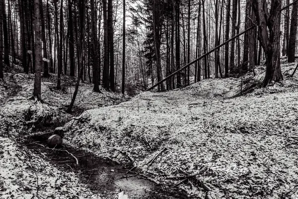 Dağlardaki güzel orman