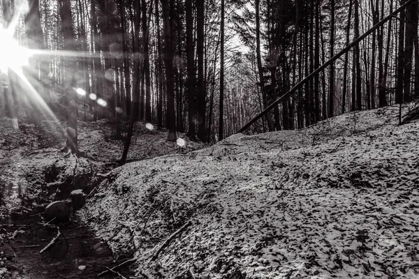 Dağlardaki güzel orman