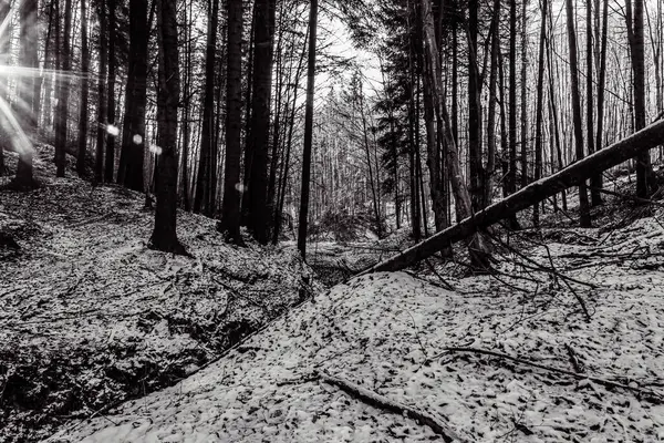 Güzel kış ormanı. Doğa geçmişi. seyahat