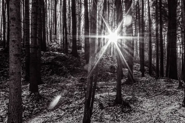 Güneş ışınlarındaki bir ormanın siyah beyaz fotoğrafı
