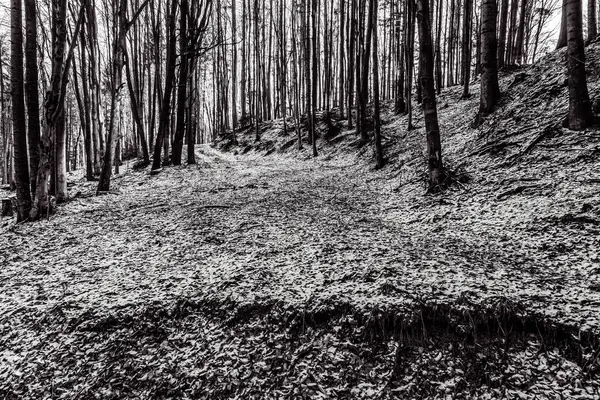 Güzel bir kış ormanının siyah beyaz fotoğrafı.