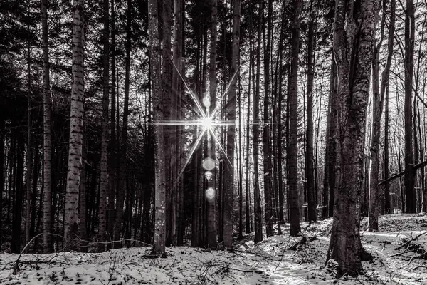 Bir kış günündeki bir ormanın siyah beyaz fotoğrafı