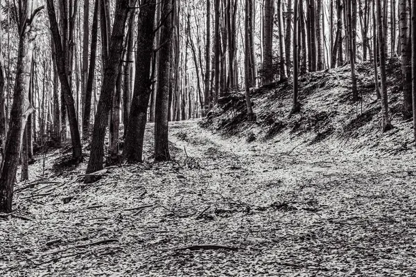 Kış ormanlarındaki yolun siyah beyaz fotoğrafı.