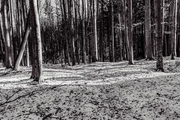 Karda kış ormanı. siyah ve beyaz