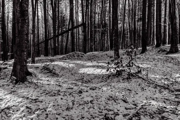 Karda güzel bir ormanın dikey görüntüsü.