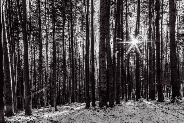 Dağlarda kış ormanı