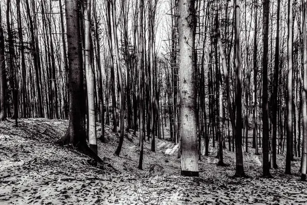 Güzel bir ormanın siyah beyaz fotoğrafı