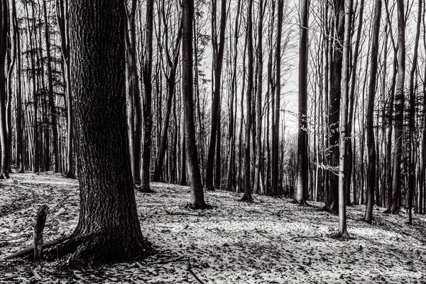Kışın siyah ve beyaz orman