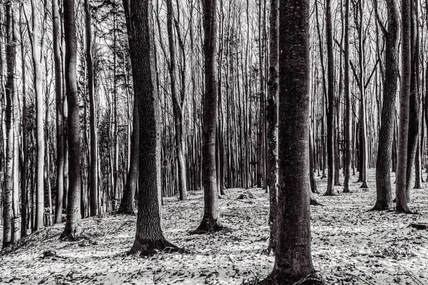 Ormandaki bir ağacın siyah beyaz resmi