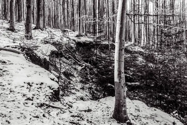 Ormanın güzel manzarası