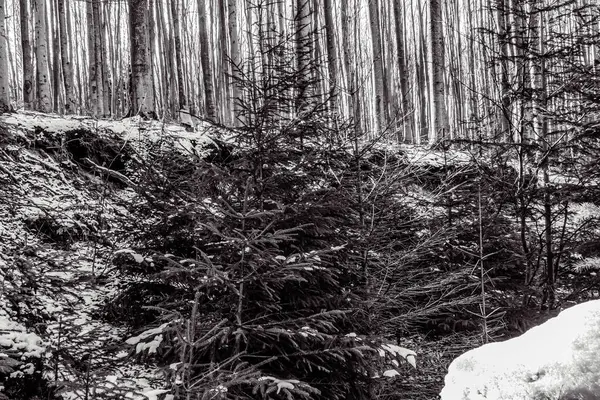 Ormanda karla kaplı ağaçlar