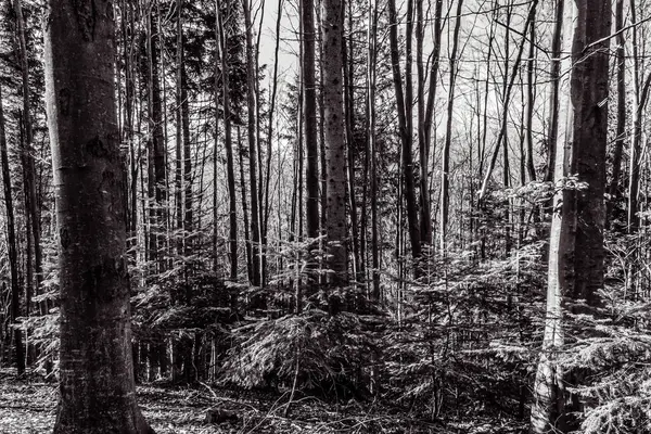 Bir çam ormanının kış manzarası