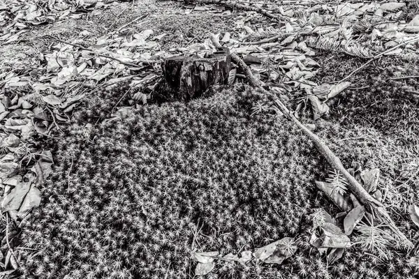 Ormanın güzel manzarası