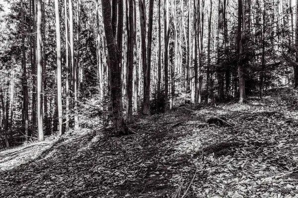 Ormandaki bir ağacın gri tonlu görüntüsü.