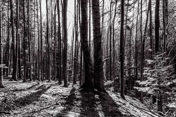 Ormandaki bir ağacın dikey ölçeği