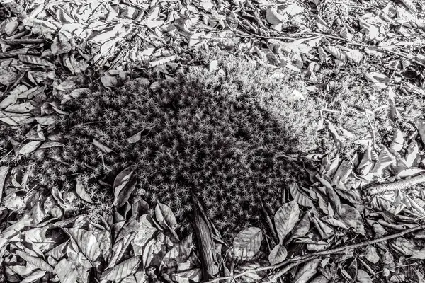 Kuru ve kuru siyah ve beyaz çam ağacı dalları yerde..