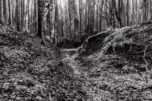 Ormandaki orman ve patika. siyah ve beyaz.
