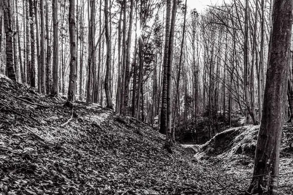 İlkbaharda güzel orman ve doğa