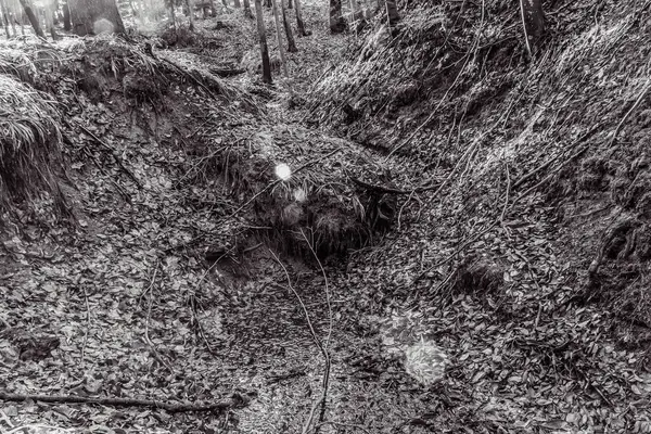 Karla kaplı bir ağacın gri renkli görüntüsü.