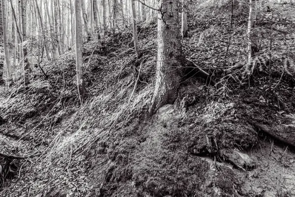 Gün boyunca yosun ve ağaçlarla kaplı bir ormanın güzel bir görüntüsü.