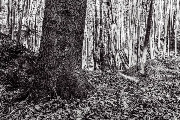 Ormanın güzel manzarası
