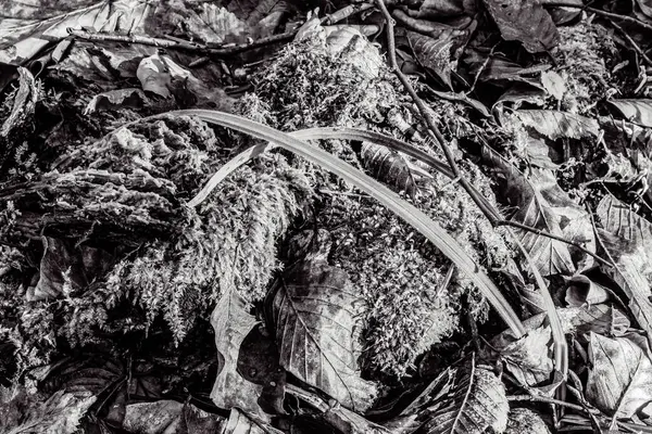 Ölü yaprakların siyah beyaz dokusu