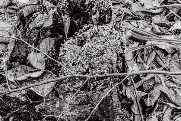 Siyah arkaplanda kurumuş yapraklar.