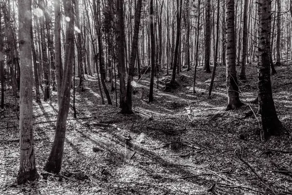 Siyah beyaz bir ormanda karanlık bir orman.