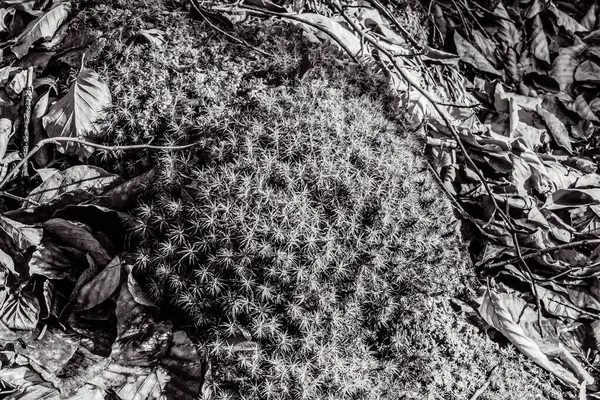 Bahçedeki kaktüsün yakın çekimi.