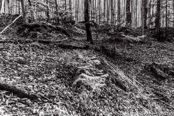 Dağlardaki güzel orman