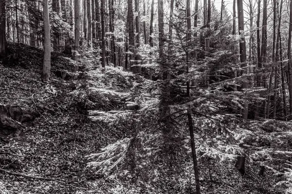 Ormandaki ağaçların siyah beyaz fotoğrafı