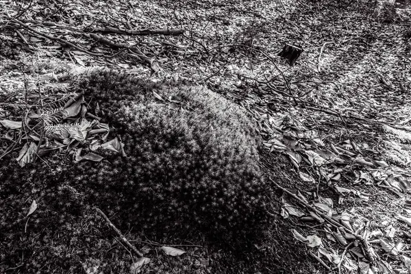 Ormandaki eski ahşap ev.