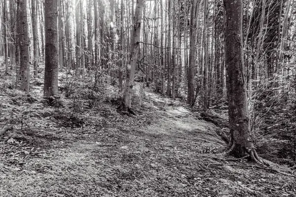 Kara çam ormanında bir patika.