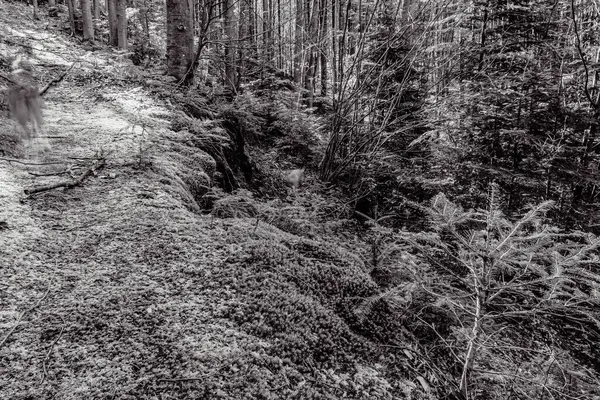 Siyah ve Beyaz Orman