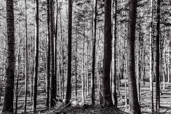 Ormandaki çam ağaçlarının siyah ve beyaz gövdeleri, sonbahar arka planı