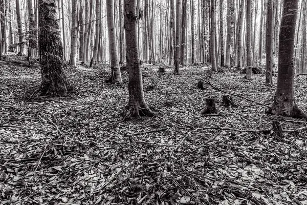 Doğanın güzel manzarası